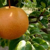 Саджанець Груша Хоюро Азійська